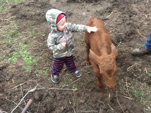 henry-and-calf